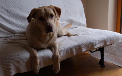 CÂINELE MEU SE TEME DE ASPIRATOR CE POT FACE?