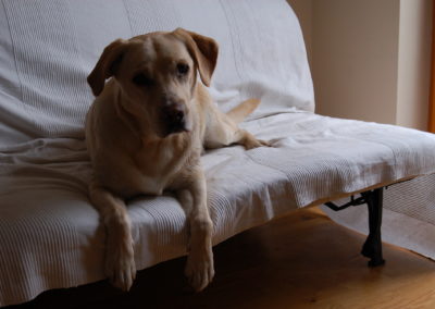 CÂINELE MEU SE TEME DE ASPIRATOR CE POT FACE?